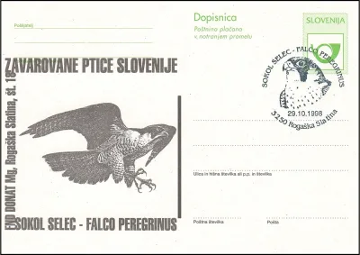 SOKOL SELEC - FALCO PEREGRINUS